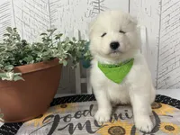 Darcy, a female Samoyed for sale in Arcola, IL – 1 of 5