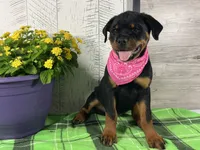 Emma, a female Rottweiler for sale in Arcola, IL – 1 of 5
