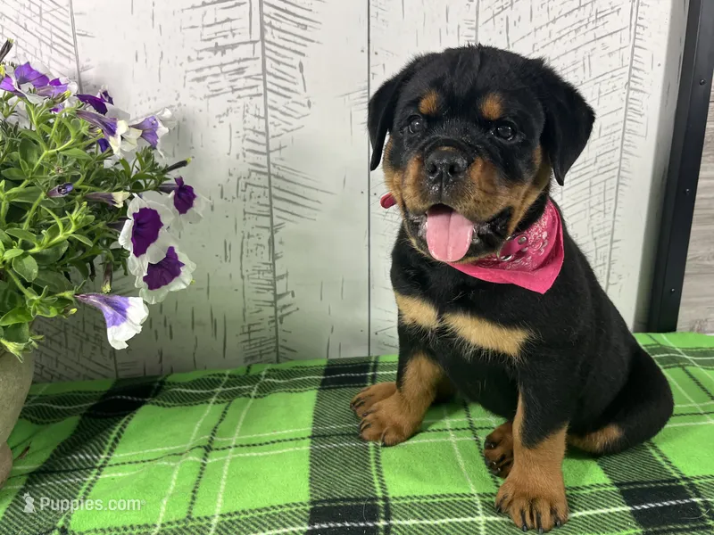 Layla – Rottweiler puppy for sale in Arcola, IL