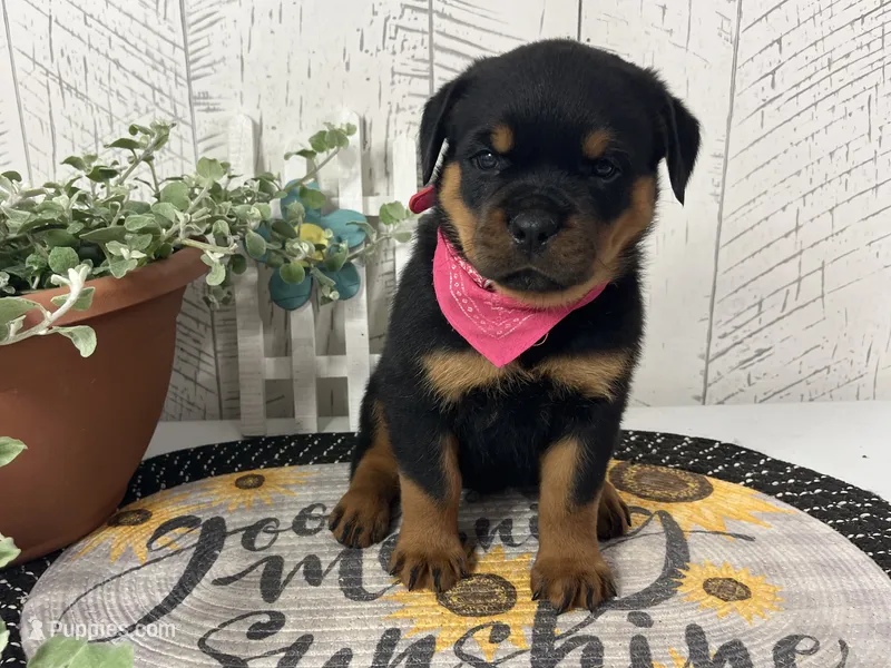 Emma – Rottweiler puppy for sale in Arcola, IL