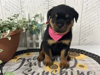 Emma, a female Rottweiler for sale in Arcola, IL – 1 of 5
