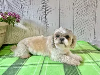 Nugget, a male Shih Tzu for sale in Arcola, IL – 5 of 5