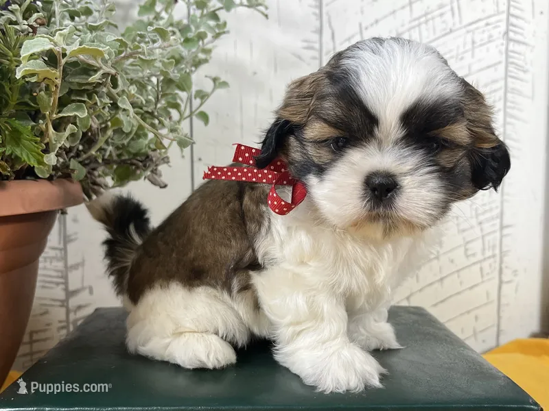 Alfie – Shih Tzu puppy for sale in Arcola, IL