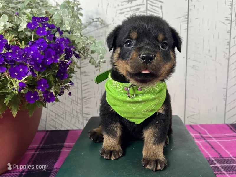Nessie – Rottweiler puppy for sale in Arcola, IL