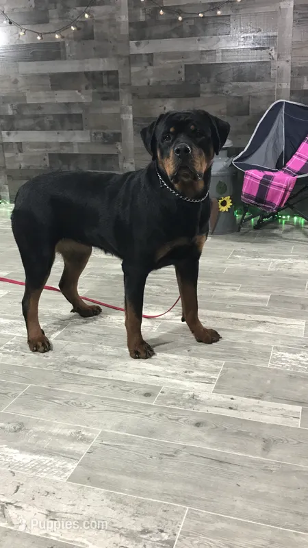 Angel – Rottweiler puppy for sale in Arcola, IL