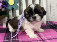 Bailey, a female Shih Tzu for sale in Arcola, IL – Photo 1 of 5