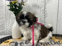 Shirley , a female Shih Tzu for sale in Arcola, IL – Photo 3 of 5