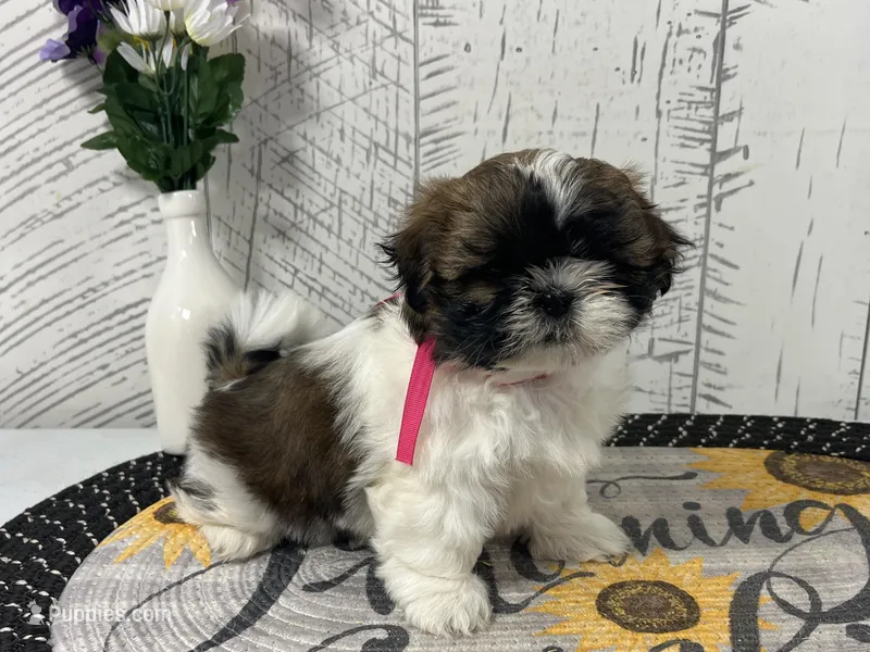 Shirley  – Shih Tzu puppy for sale in Arcola, IL