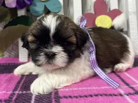 Bailey, a female Shih Tzu for sale in Arcola, IL – Photo 2 of 5