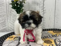 Shirley , a female Shih Tzu for sale in Arcola, IL – Photo 2 of 5
