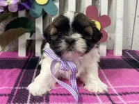 Bailey, a female Shih Tzu for sale in Arcola, IL – Photo 3 of 5
