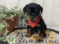 Izzy, a female Rottweiler for sale in Arcola, IL – 4 of 6