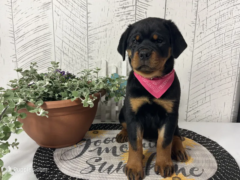 Missy – Rottweiler puppy for sale in Arcola, IL