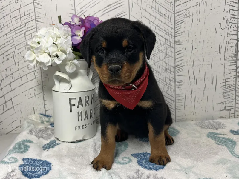 Daisy – Rottweiler puppy for sale in Arcola, IL