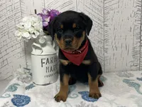 Daisy, a female Rottweiler for sale in Arcola, IL – Photo 1 of 5