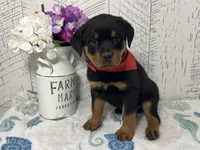 Daisy, a female Rottweiler for sale in Arcola, IL – Photo 2 of 5
