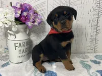 Daisy, a female Rottweiler for sale in Arcola, IL – Photo 3 of 5