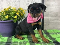 Emma, a female Rottweiler for sale in Arcola, IL – 3 of 5