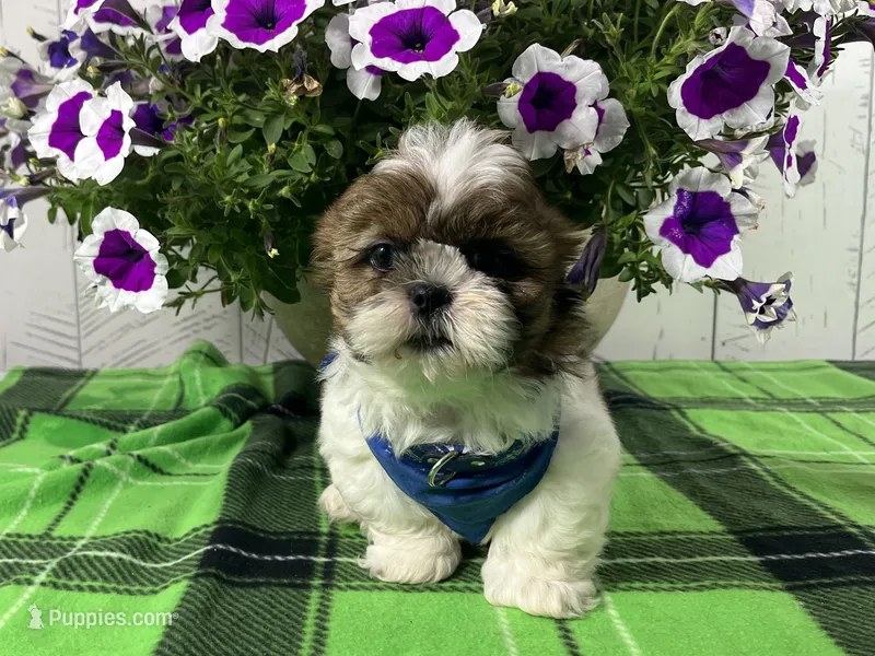 Benny – Shih Tzu puppy for sale in Arcola, IL