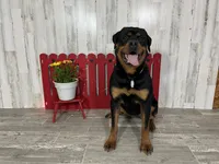 Walter, a male Rottweiler for sale in Arcola, IL – 4 of 5