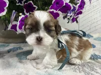 Nugget, a male Shih Tzu for sale in Arcola, IL – 3 of 5