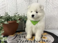 Dozer, a male Samoyed for sale in Arcola, IL – 3 of 5