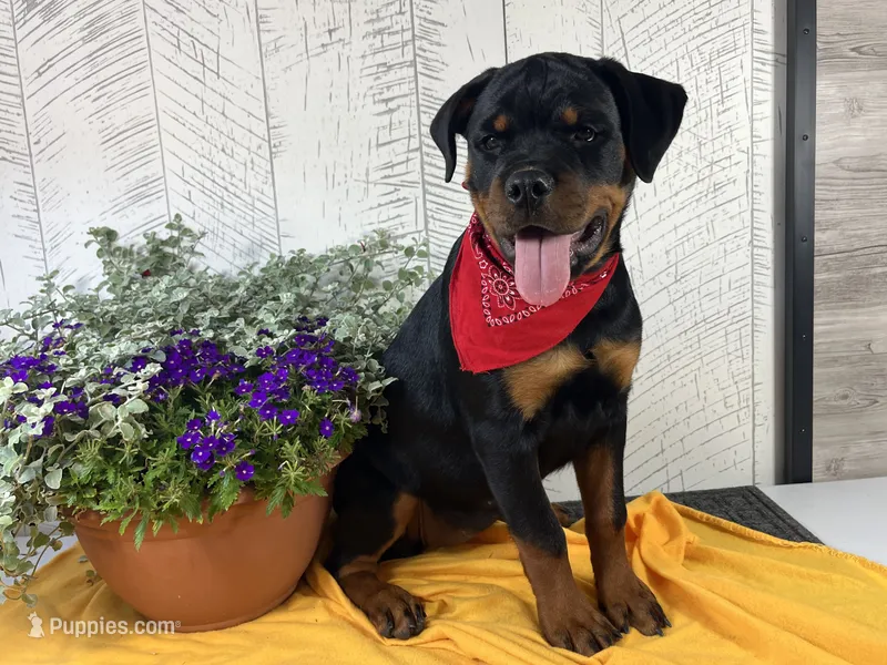 Emma – Rottweiler puppy for sale in Arcola, IL