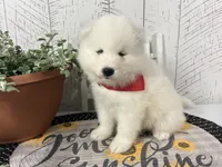 Ellie, a female Samoyed for sale in Arcola, IL – 3 of 5