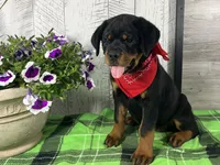 Missy, a female Rottweiler for sale in Arcola, IL – 2 of 5