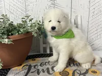 Darcy, a female Samoyed for sale in Arcola, IL – 2 of 5