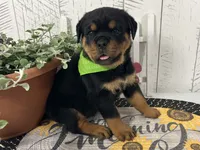 Layla, a female Rottweiler for sale in Arcola, IL – 1 of 5