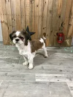 Shadow, a female Shih Tzu for sale in Arcola, IL – 4 of 5