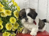 Tucker, a male Shih Tzu for sale in Arcola, IL – 2 of 5