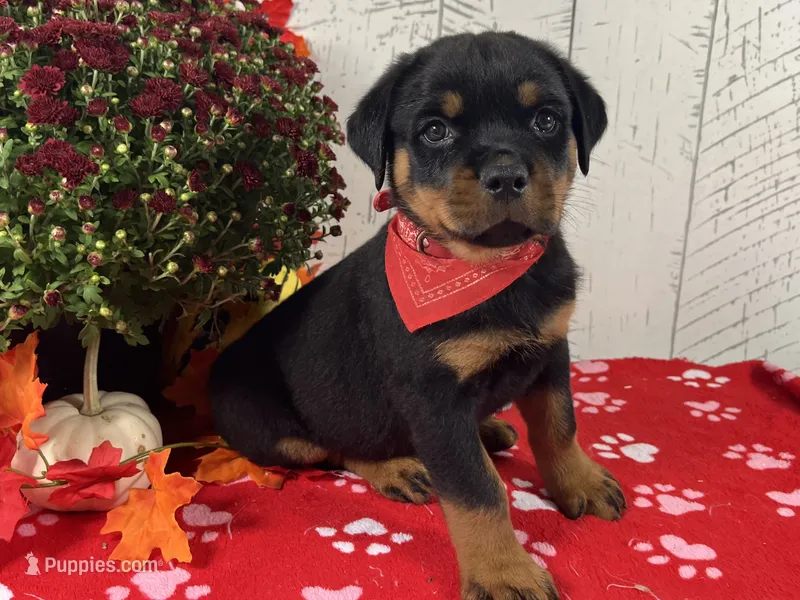 Molly – Rottweiler puppy for sale in Arcola, IL