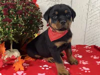 Molly, a female Rottweiler for sale in Arcola, IL – 1 of 5