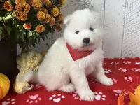 Zia, a female Samoyed for sale in Arcola, IL – 3 of 5