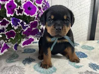 Bruno, a male Rottweiler for sale in Arcola, IL – 2 of 5