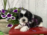Shadow, a female Shih Tzu for sale in Arcola, IL – 3 of 5