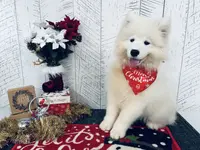 Kenzie, a female Samoyed for sale in Arcola, IL – Photo 3 of 5