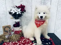 Kenzie, a female Samoyed for sale in Arcola, IL – Photo 2 of 5