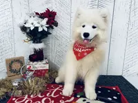 Kenzie, a female Samoyed for sale in Arcola, IL – Photo 1 of 5