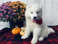 CiCi, a female Samoyed for sale in Arcola, IL – Photo 3 of 5