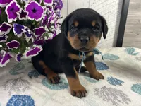 Bruno, a male Rottweiler for sale in Arcola, IL – 3 of 5