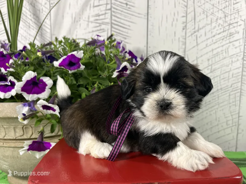 Shadow – Shih Tzu puppy for sale in Arcola, IL