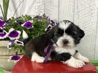 Shadow, a female Shih Tzu for sale in Arcola, IL – 1 of 5