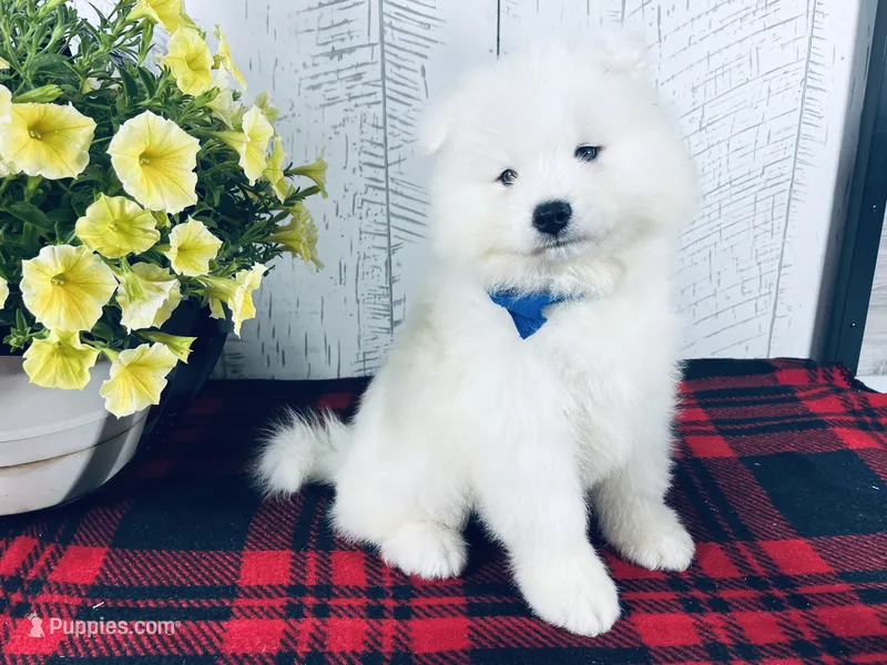 Griffin – Samoyed puppy for sale in Arcola, IL