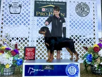 Roxy, a female Rottweiler for sale in Arcola, IL – Photo 5 of 5