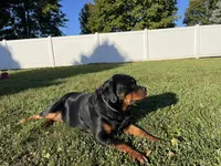 Roxy, a female Rottweiler for sale in Arcola, IL – Photo 3 of 5