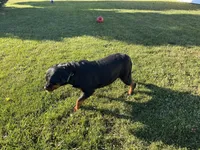 Roxy, a female Rottweiler for sale in Arcola, IL – Photo 4 of 5