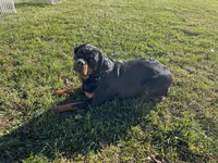 Roxy, a female Rottweiler for sale in Arcola, IL – Photo 2 of 5